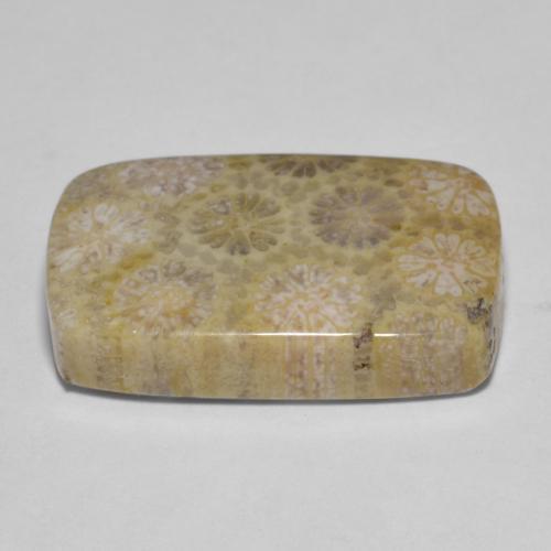 مرجان حجرى متعدد الألوان طبيعي، قطع وسادة، 15.35 قيراط، غير شفاف