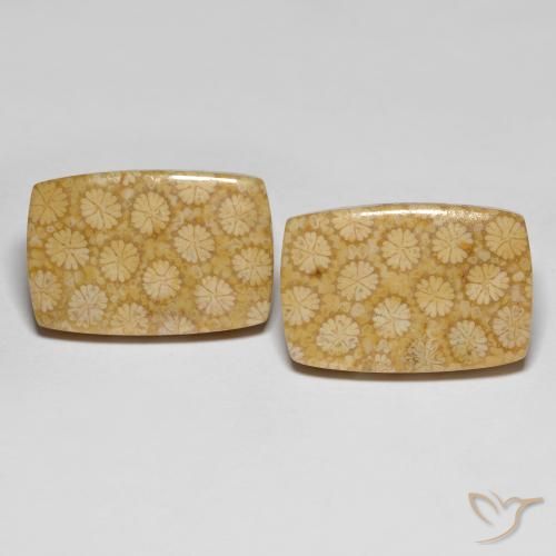 أحجار مرجان حجرى متعدد الألوان طبيعية، قطع وسادة، غير شفاف، وزنها 27.38 قيراط