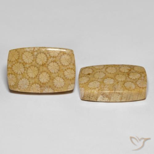 أحجار مرجان حجرى متعدد الألوان طبيعية، قطع وسادة، غير شفاف، وزنها 27.38 قيراط