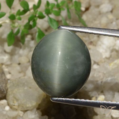 7.74ct طبيعي رمادى متوسط كوارتز عين القط, بيضوي, غير شفاف