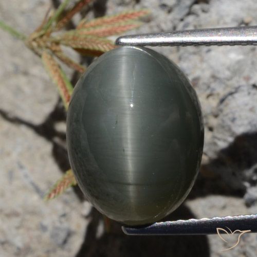 6.97ct طبيعي رمادى داكن كوارتز عين القط, بيضوي, غير شفاف