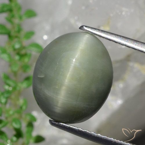 6.13ct طبيعي أخضر متوسط كوارتز عين القط, بيضوي, غير شفاف