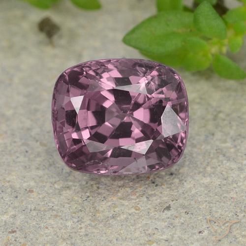 1.52ct طبيعي سانجريا داكن الإسبنيل, وسادة, VVS-VS